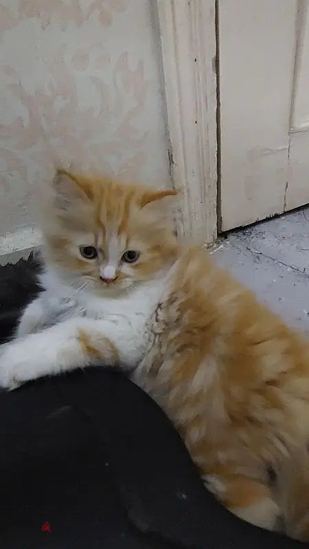 قطط هيماليا بيور63702032327937122
