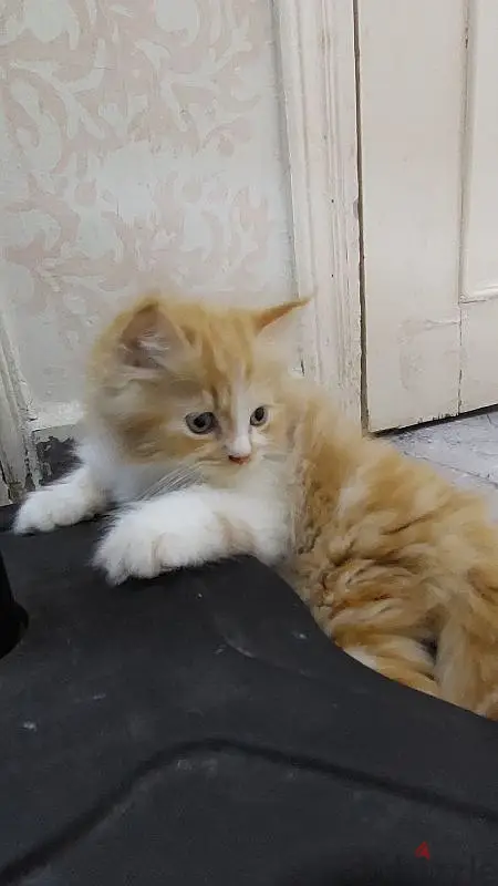 قطط هيماليا بيور63702032327937123