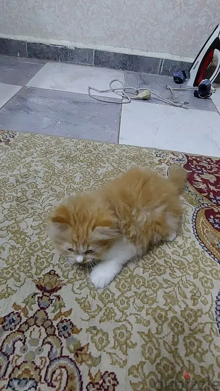 قطط هيماليا بيور63702032327937124