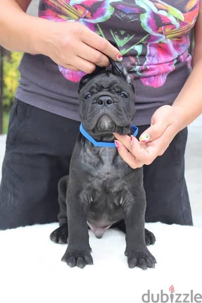 champion bloodline cane corso puppies , FASTEST delivery