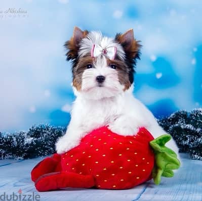 imported mini Biewer Yorkshire puppies from best kennels in Russia