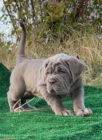 imported best Neapolitan mastiff puppies from best kennels