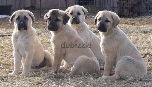 imported best turkish kangal puppies