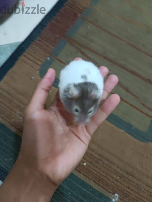 Syrian hamsters for sale 5