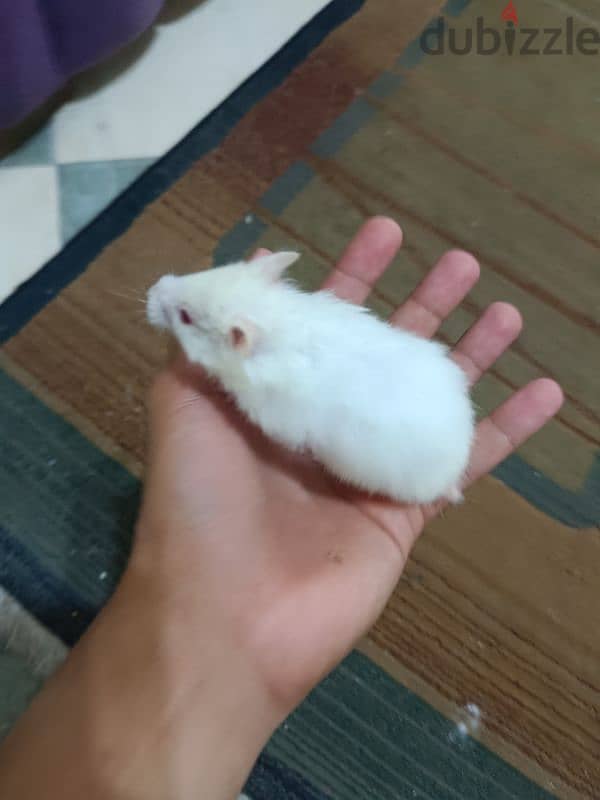 Syrian hamsters for sale 6