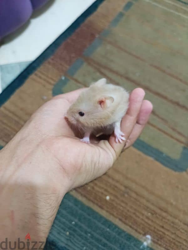 Syrian hamsters for sale 7