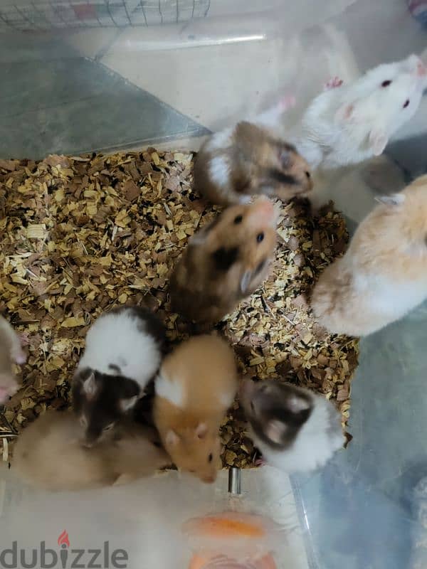 Syrian hamsters for sale 8
