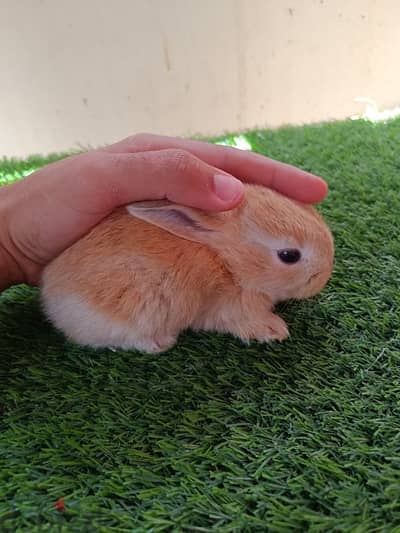 أرنب أليف