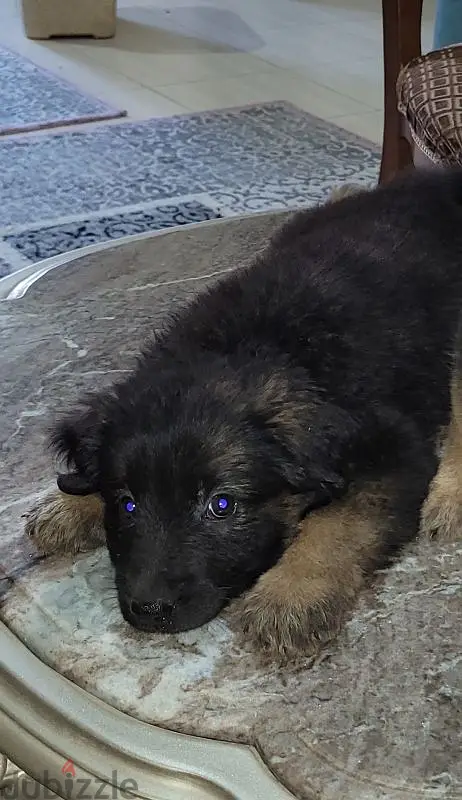 German Shepherd 60 days63702033566723121