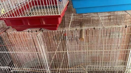 مطار كبير وأقفاص ببغاوات