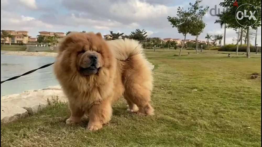 جوازتك عندنا بأقل سعر فى مصر أقوى تشاو تشاو chow chow كلب فى مصر 2