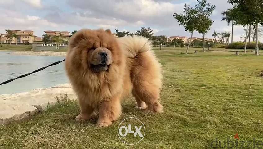 جوازتك عندنا بأقل سعر فى مصر أقوى تشاو تشاو chow chow كلب فى مصر 3