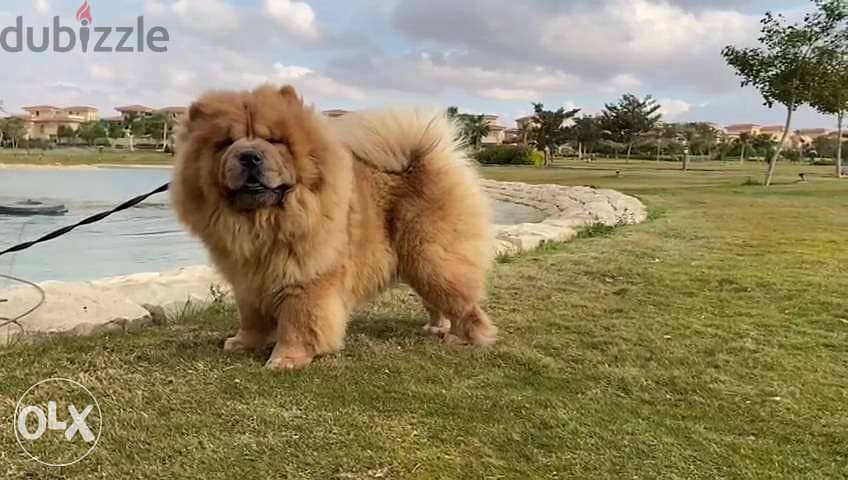 جوازتك عندنا بأقل سعر فى مصر أقوى تشاو تشاو chow chow كلب فى مصر 4