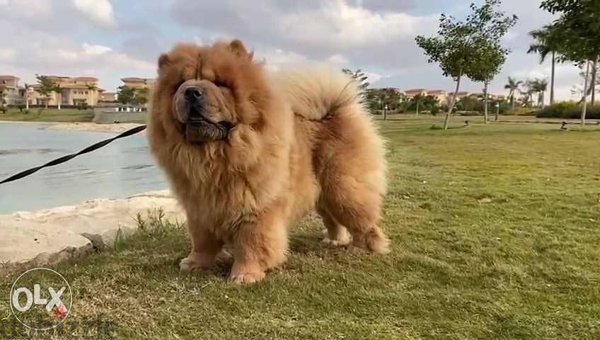 جوازتك عندنا بأقل سعر فى مصر أقوى تشاو تشاو chow chow كلب فى مصر 5