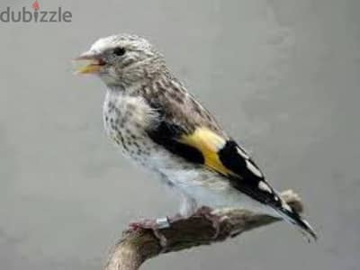 مطلوب  زغلول عصفور الحسون