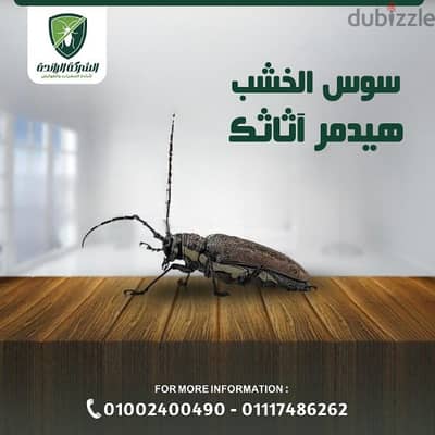 ابادت حشرات وتعقيم المنزل بمصر