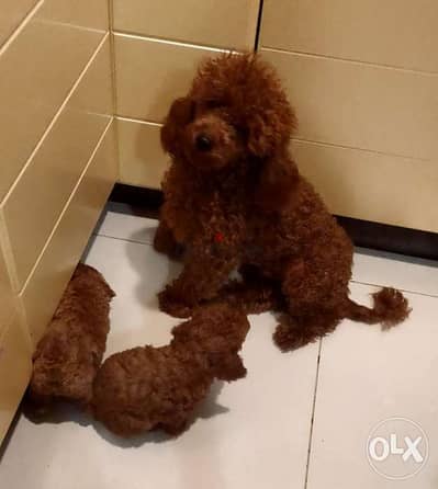 toy poodle