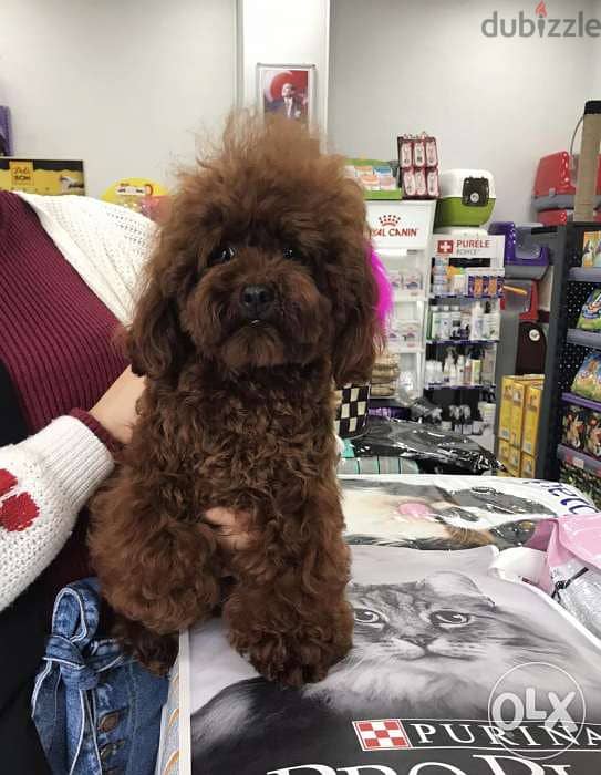 toy poodle 1
