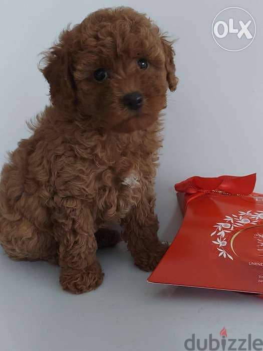 toy poodle 2