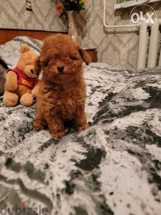 toy poodle 3