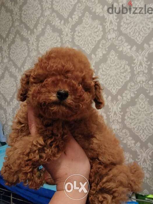 toy poodle 4