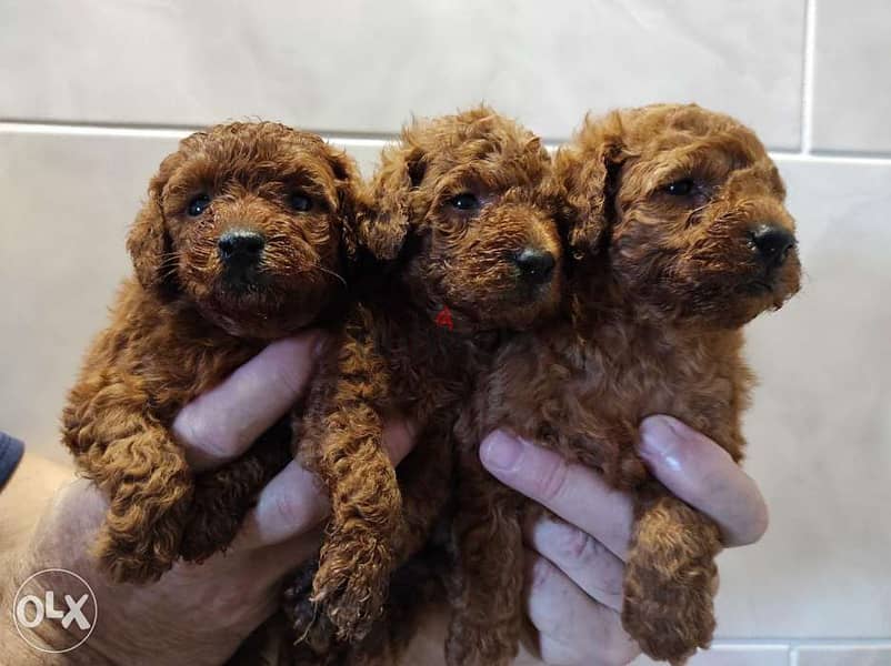 toy poodle 5