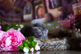 Imported scottish fold kittens from best kennels in Europe 0