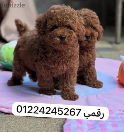 toy poodle