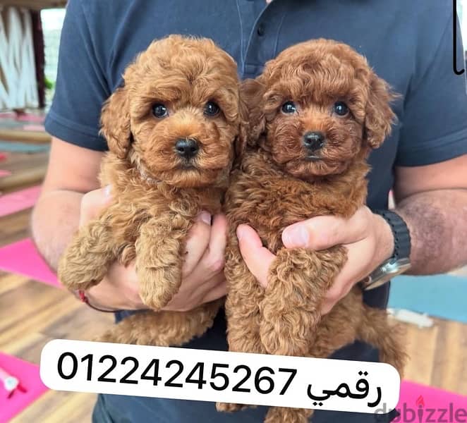 poodle puppy 1