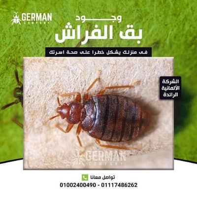 رش حشرات المنزل بمصر