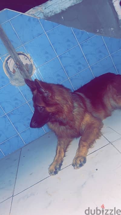 كلب جيرمن شيبرد عمر سنه للبيع