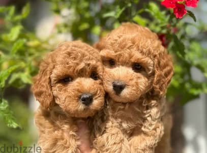 premium poodle puppies
