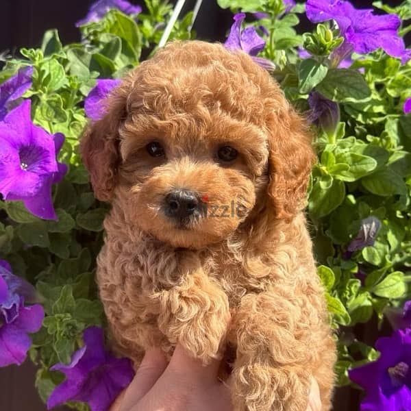 premium poodle puppies 1