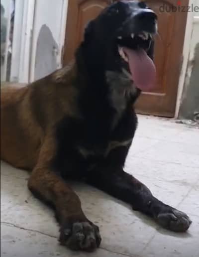 malinois dog “ Malino”