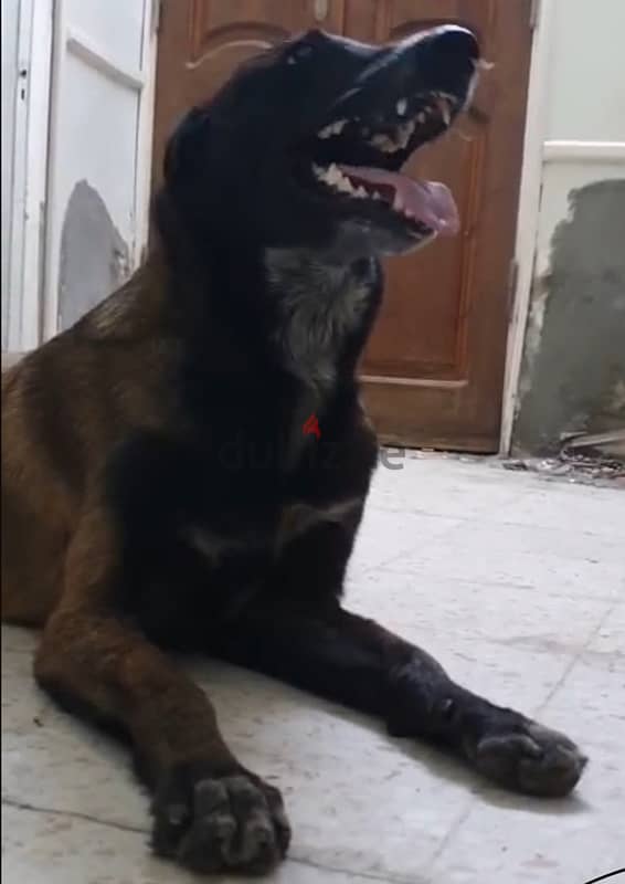 malinois dog “ Malino” 1