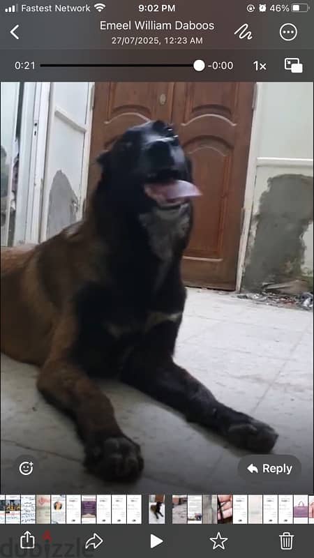 malinois dog “ Malino” 2