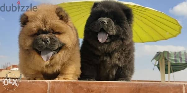 أجمل دباديب تشاو تشاو chow chow أجمل دباديب تشاو تشاو chow chow