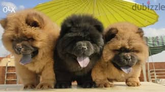 chow chow تشاو تشاو