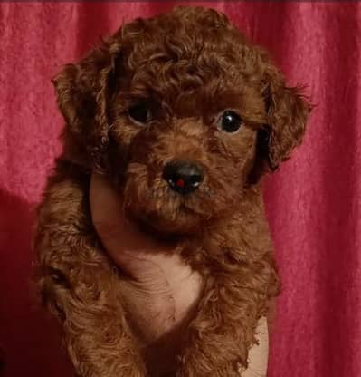 The lowest price in Egypt for a red Toy Poodle puppy, male and female.