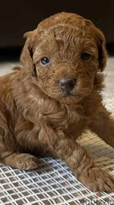 The lowest price in Egypt for a red Toy Poodle puppy, male and female.