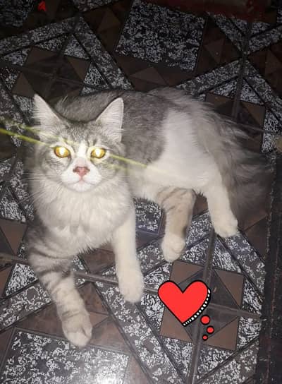 قط شيرازي ذكر للتبني