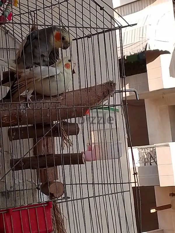 جوز كوكتيل شغال