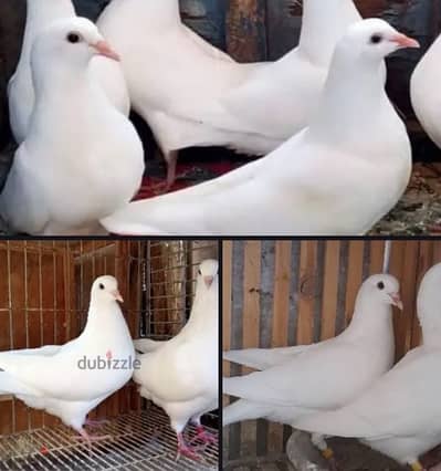 حمام لاحم فرنسي بيور اصلي