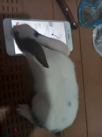 أرانب مطبوخه للعزومات