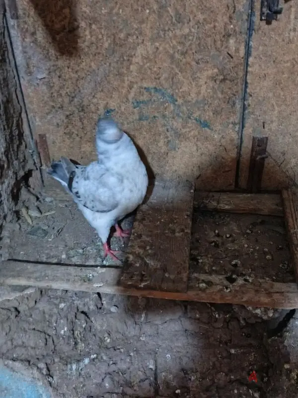 الغاوي64986202825986120