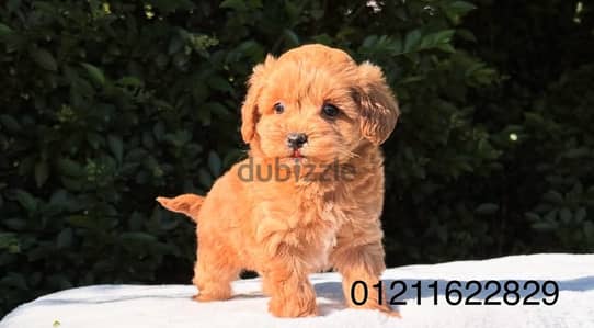 toy poodle maltipoo puppies