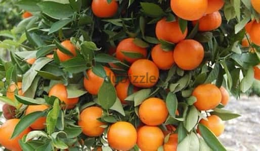 180 طن برتقال صيفي صادر