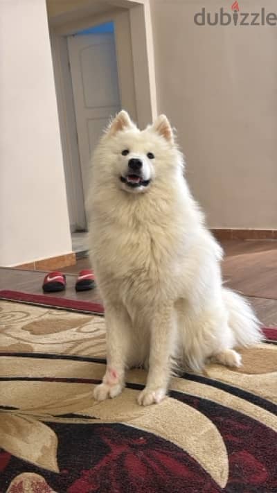 Stunning Purebred Samoyed – 1.9 Year Old, Vaccinated & Playful