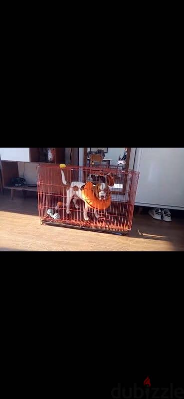 dog cage