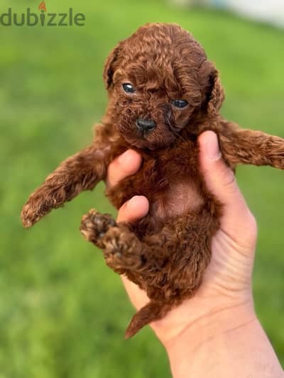 puppies poodle teacup